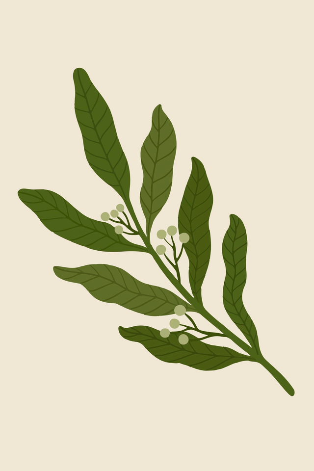 Óleo Essencial de Louro Bio10ml