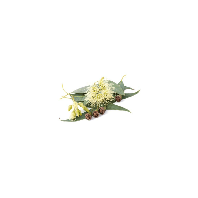 Óleo Essencial de Eucalipto Glóbulos Bio10ml