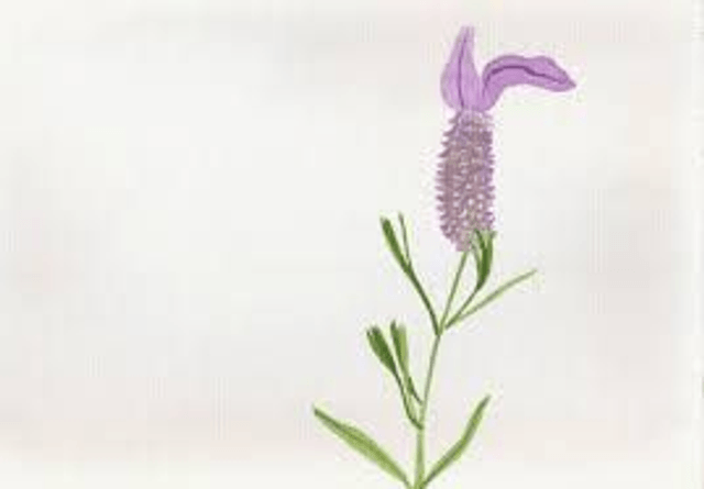 Oleo Essencial de Rosmaninho Bio 10ml